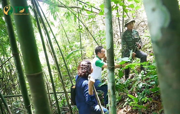 Con đường dược liệu