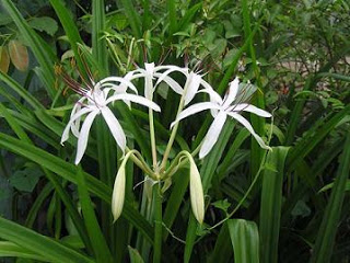 điều trị viêm lộ tuyến cổ tử cung bằng cây trinh nữ hoàng cung