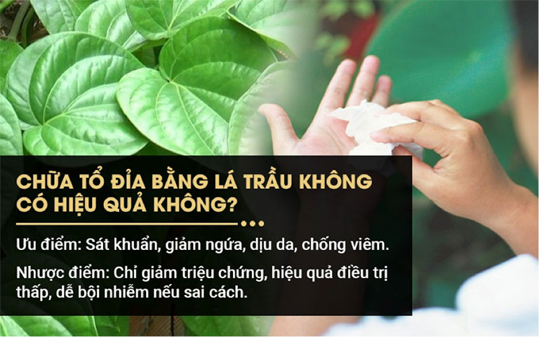 Bệnh tổ đỉa chữa bằng lá trầu có hiệu quả không