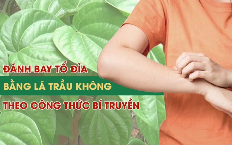 Chữa bệnh tổ đỉa bằng lá trầu không