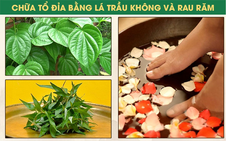 Bệnh tổ đỉa lá trầu không rau răm