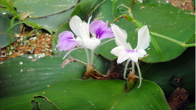 Cây địa liền