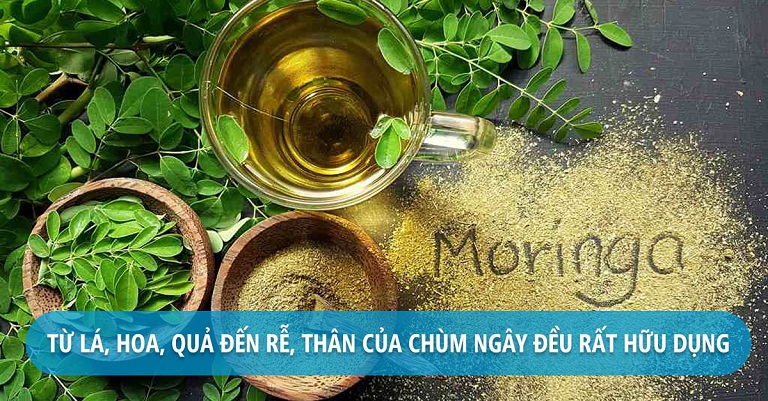 Tác dụng của cây chùm ngây