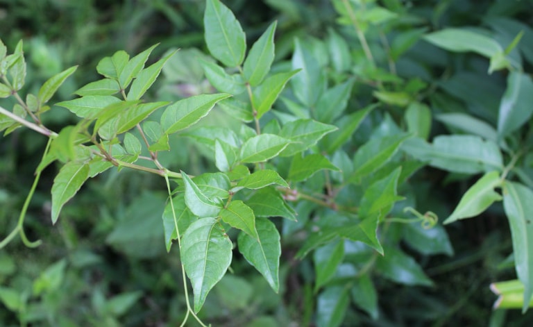 Bài thuốc nam từ lá chè dây.