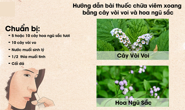 Chữa viêm xoang bằng cây vòi voi