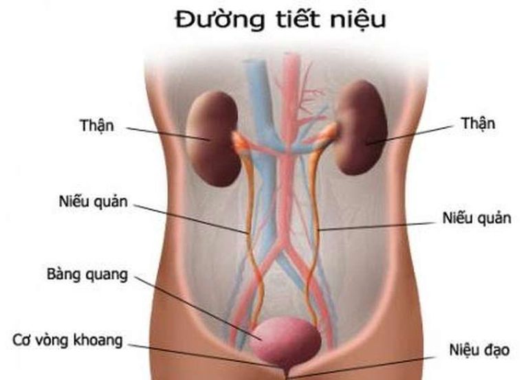 Cấu tạo đường tiết niệu