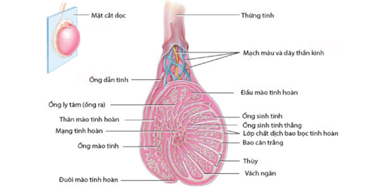 Cấu tạo của tuyến tiền liệt