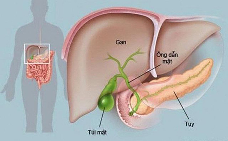 Đau bụng trên rốn có thể là dấu hiệu của các căn bệnh liên quan đến gan và túi mật