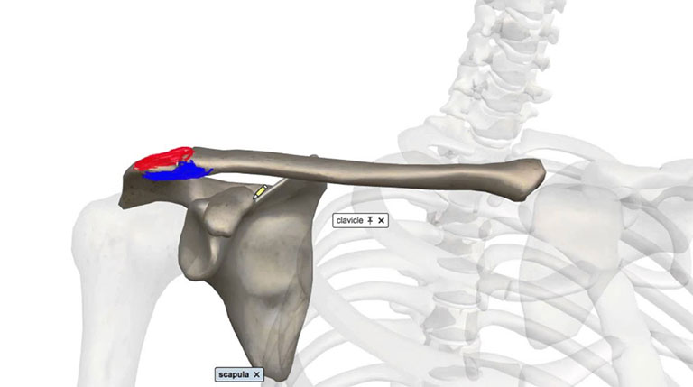 Khớp Acromioclavicular