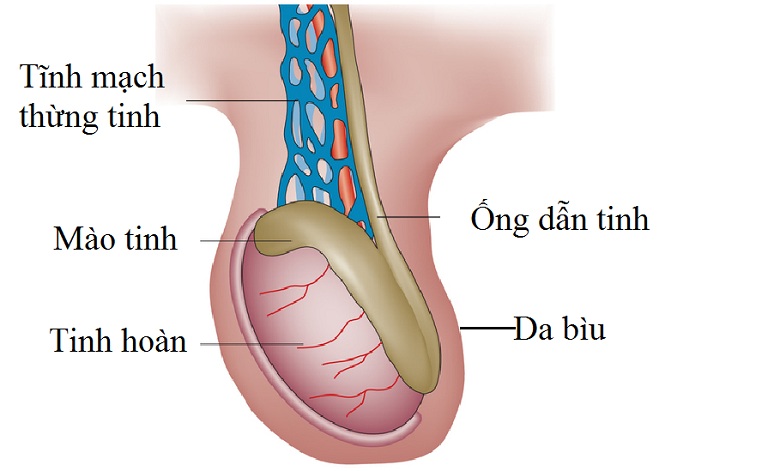 Giãn tĩnh mạch thừng tinh là bệnh nam khoa thường gặp