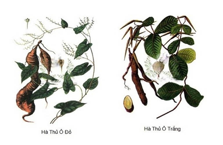 cách dùng hà thủ ô chữa rụng tóc 