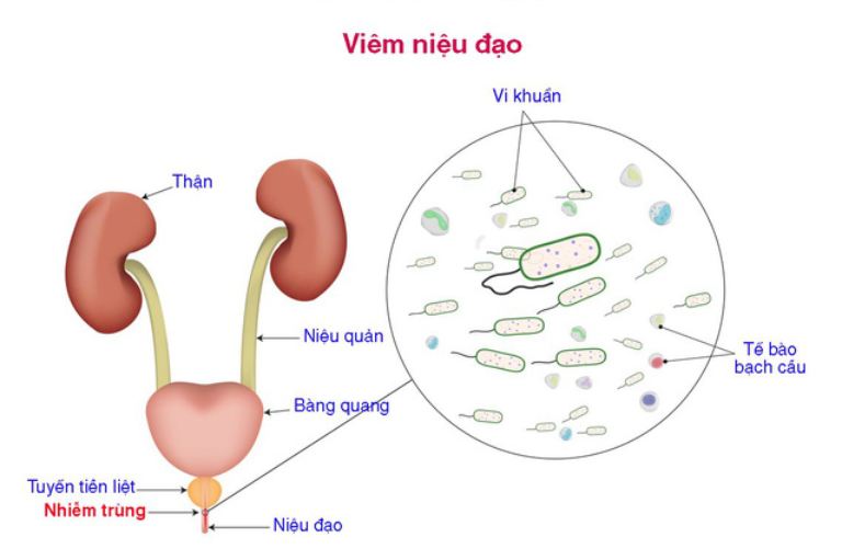 Vị trí của niệu đạo