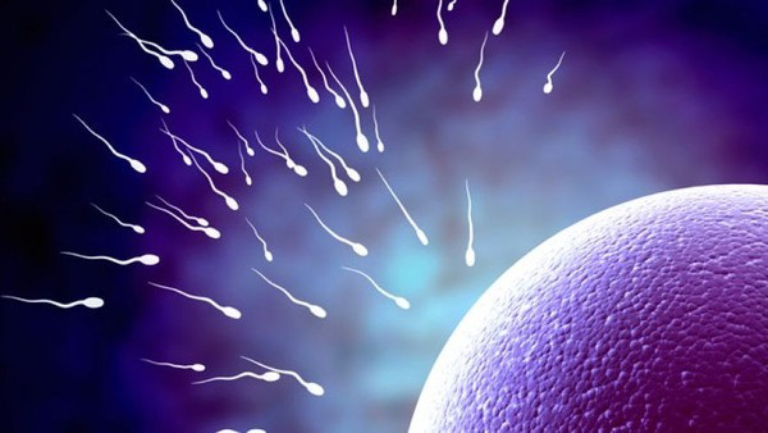 Tinh trùng sống được bao lâu trong tử cung phụ nữ?