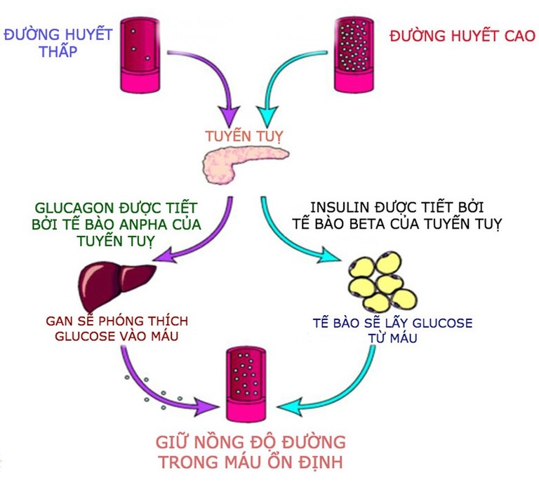 Insulin giữ vai trò cân bằng đường huyết trong cơ thể