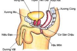 Vị trí tuyến tiền liệt ở nam giới