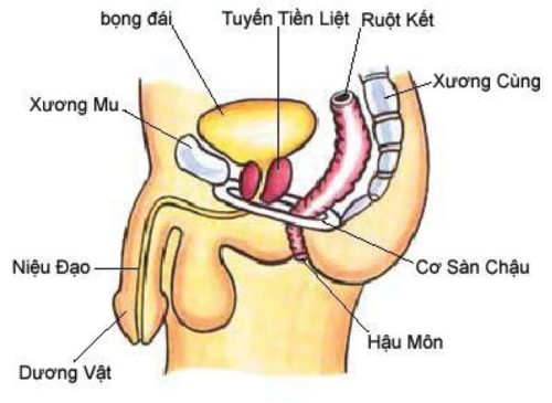 Vị trí tuyến tiền liệt ở nam giới