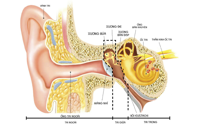 Nếu không điều trị kịp thời, viêm tai giữa sẽ gây ra những hậu quả khôn lường.