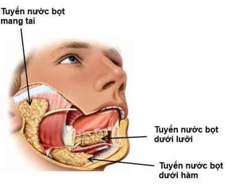 Nguyên nhân gây bệnh viêm tuyến nước bọt mang tai