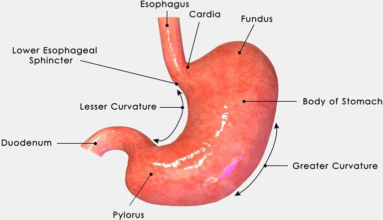 Vị trí của dạ dày trong cơ thể người?