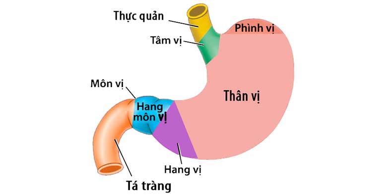 Hang vị dạ dày nằm ở đâu