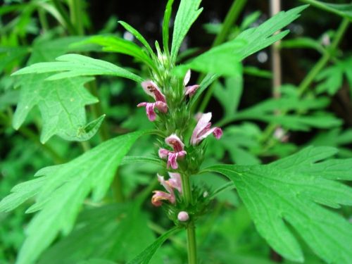 Ích mẫu là một trong những vị thuốc chữa tắc kinh hiệu quả trong dân gian