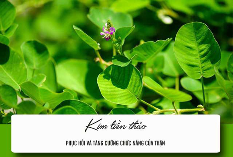 cách chữa bệnh thận yếu tại nhà