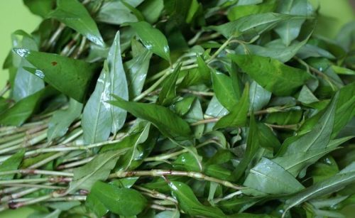 Rau răm - Các công dụng quý và tác hại cần tránh