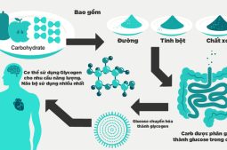 Quá trình chuyển hóa tinh bột trong cơ thể