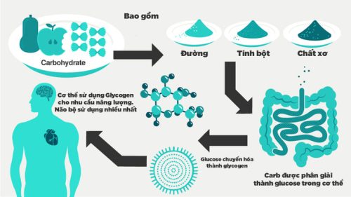 Quá trình chuyển hóa tinh bột trong cơ thể