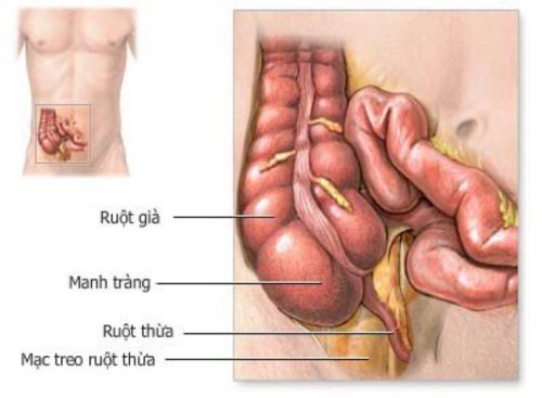 ruột thừa có vai trò nhất định thậm chí quan trọng trong hệ tiêu hóa