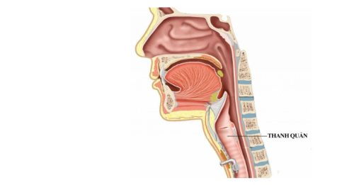 Thanh quản là bộ phận mang nhiệm vụ tạo ra âm thanh, dẫn truyền hơi thở.