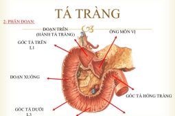 Tá tràng có hình chữ C ngược và có cấu tạo gồm 4 phần, mỗi phần có hình dạng khác nhau