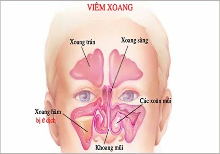 Xoang hàm và chức năng