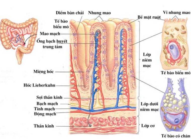 giải phẫu của ruột non