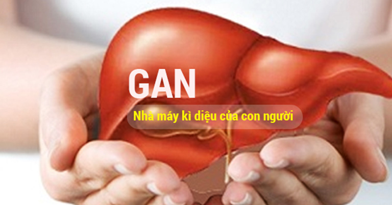 chức năng của gan