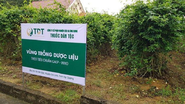 Vườn trồng dược liệu của Trung tâm Thuốc dân tộc ở Hải Dương