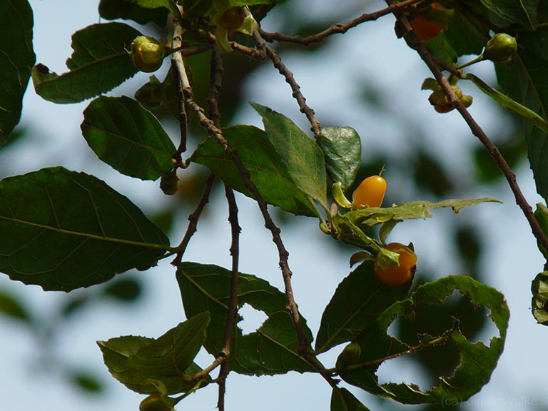 Cây duối