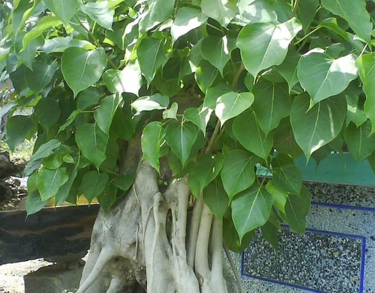 Hình ảnh cây bồ đề được trồng làm cảnh