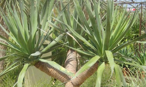 Cây huyết giác - Vị thuốc “giấu” của người Tày - Bắc Kạn