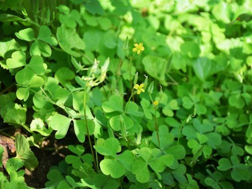 Cây Rau Bợ - Hình Ảnh, Các Công Dụng Của Loài Cỏ Dại