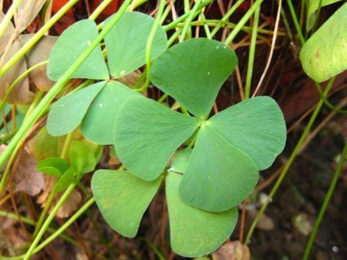 Cây Rau Bợ - Hình Ảnh, Các Công Dụng Của Loài Cỏ Dại
