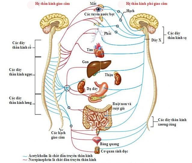 Rối loạn thần kinh thực vật khá phổ biến hiện nay