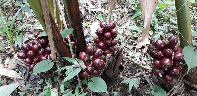 thảo quả chữa bệnh gì