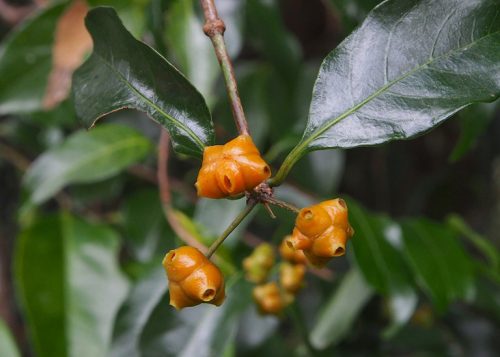 hình ảnh cây mặt quỷ