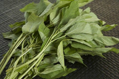 Cây Rau Đay và 10 Công Dụng Cực Tốt Cho Sức Khỏe