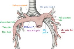 cấu tạo của phế quản