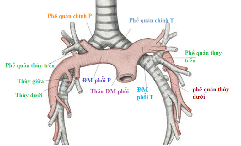 Tìm hiểu phế quản là gì?