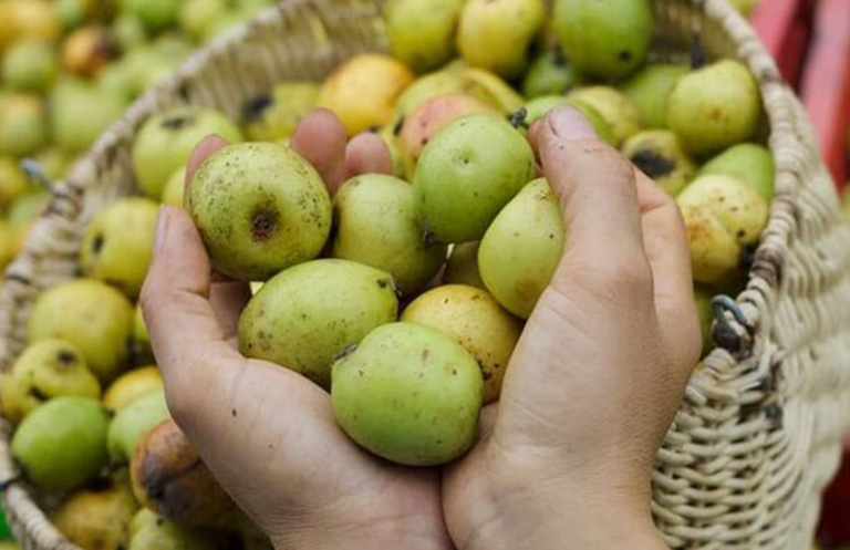 quả táo mèo