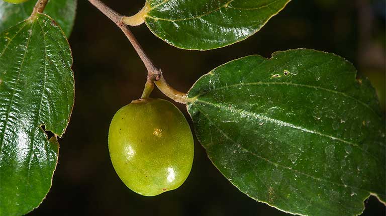 toan táo nhân có tác dụng gì