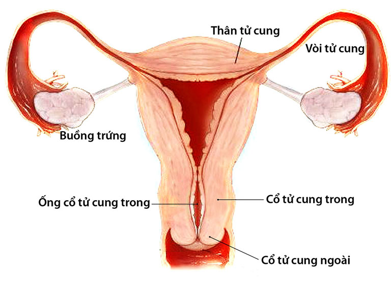 bệnh viêm phần phụ là gì